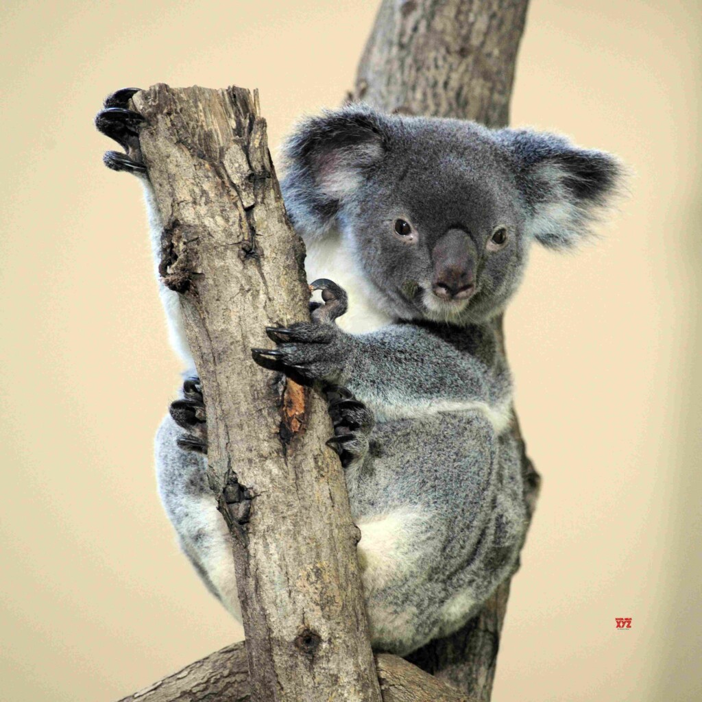 Koala population in Australia faces extinction by 2050 Social News XYZ