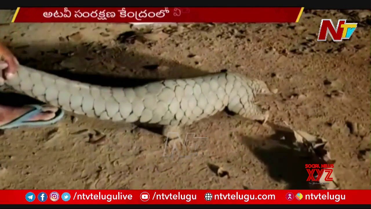 NTV: Pangolin Rescued at Vizianagaram District (Video) - Social News XYZ