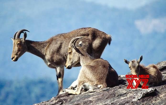 TN to conduct Nilgiri Tahr survey from April 24-27 with Kerala forest dept