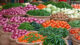 Inflation in Telangana continues to be highest among all states: Report
