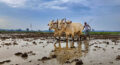 Total area sown in India’s current kharif season so far crosses 119 lakh hectares