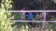 Andhra woman poisons her two children to death, dies by suicide