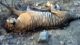 Pawan Kalyan orders probe into death of tiger in Nagarjunasagar-Srisailam Tiger Reserve