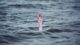After search operation, bodies of two youths recovered at Andhra beach