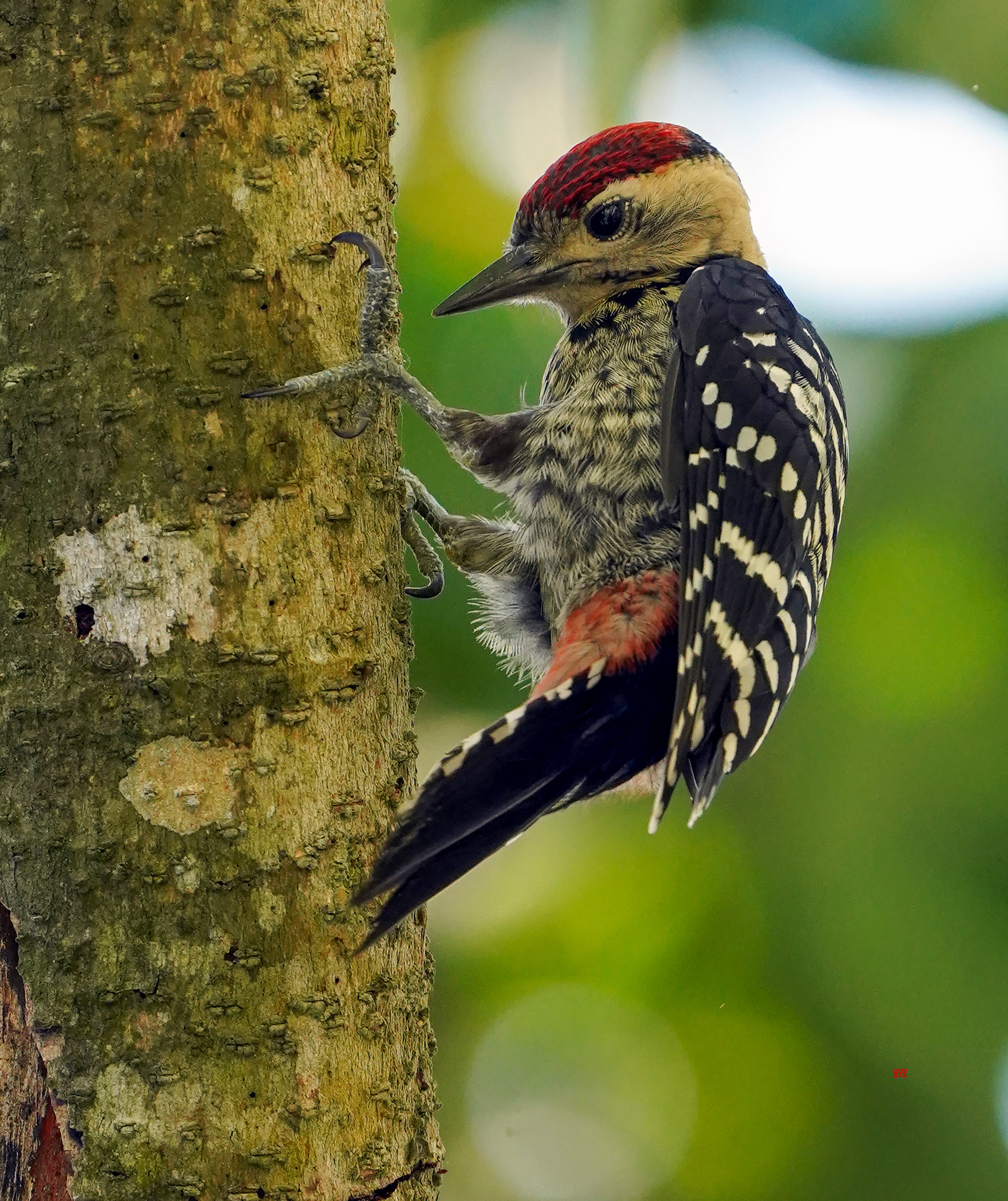 Morigaon: A Rufous-bellied Woodpecker searches for food in Morigaon district on Monday, September 14, 2026. (Photo: IANS)