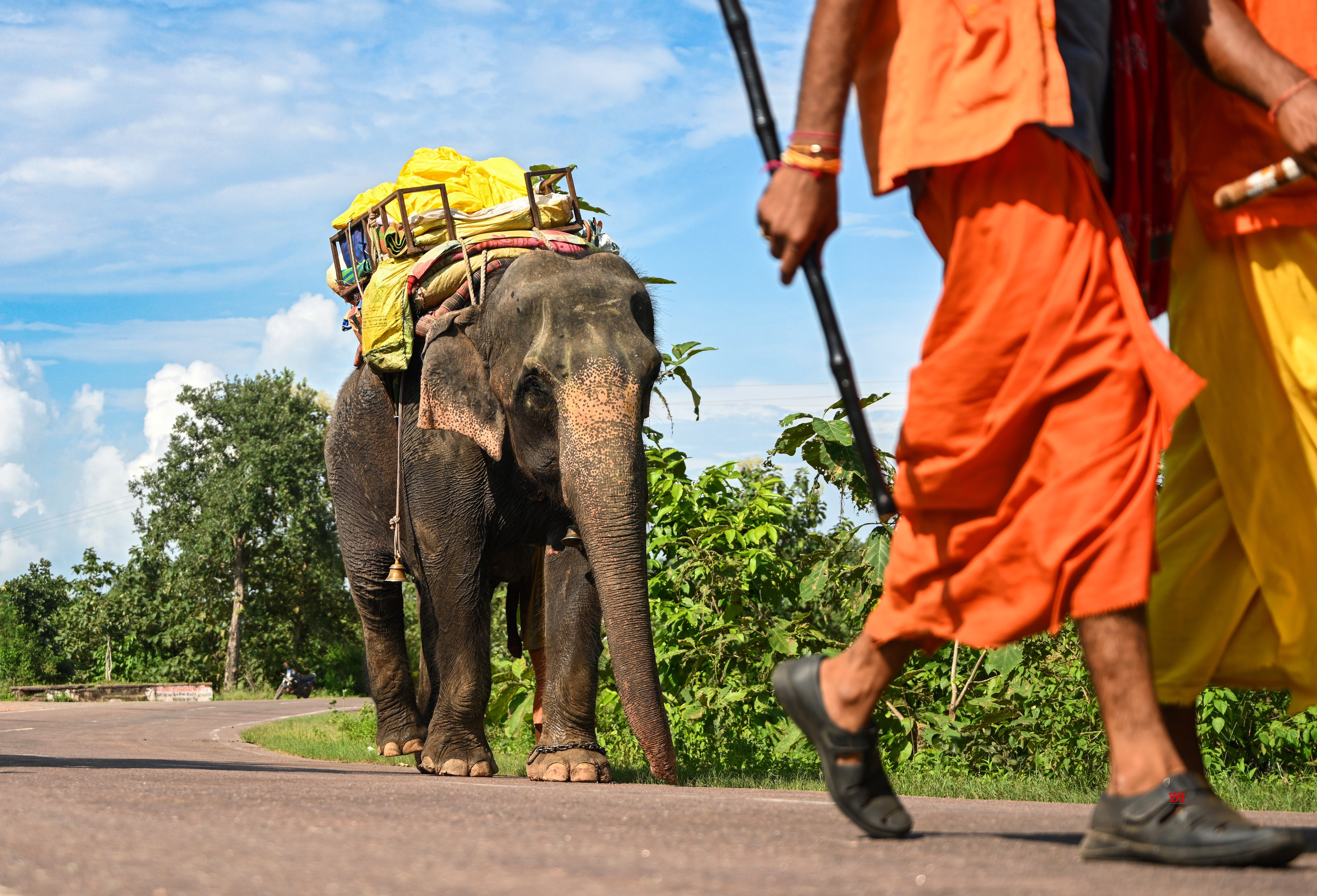 Jabalpur: An elephant carrying materials passes along a rural road in Jabalpur on Sunday, September 20, 2026. (Photo: IANS)
